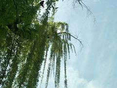 -西安青龙寺遗址景区