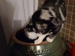 -猫大福·Fortune Cat猫舍(百子湾店)