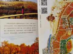 -金塔沙漠胡杨林景区