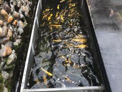 -京北渔家傲
