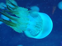 -秦皇岛新澳海底世界