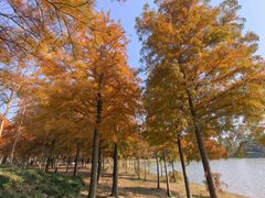 -上海海湾国家森林公园