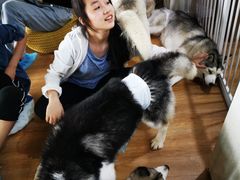 -Husky Go! 哈士奇体验馆·宠物咖啡厅狗咖