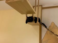 -滚猫咖啡·猫咖·猫友好撸猫(未来城店)