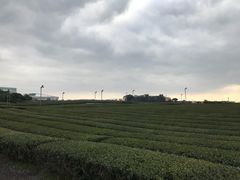 -雪绿茶博物馆