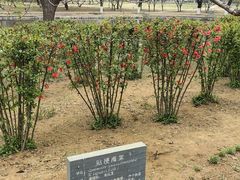 -石家庄市植物园