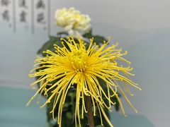 -南山植物园
