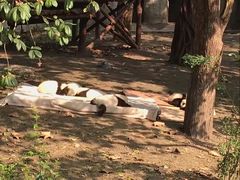 -成都大熊猫繁育研究基地