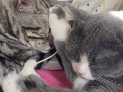 -美联众合宠物医院·爱萌分院·内外科·猫科中心