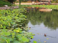 -紫竹院公园冰场
