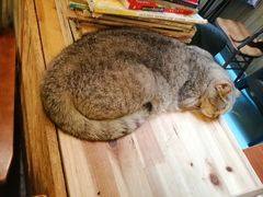 -猫色咖啡·猫咖