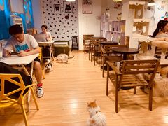 -Cappucimeow猫咪咖啡馆(韦伯时代店)