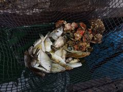 -深圳海钓·深圳钓鱼·拓展聚会鱼排