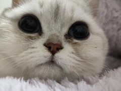 -安安宠医·臻爱宠物医院(簇锦北路分院)