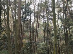 -铁山坪森林公园