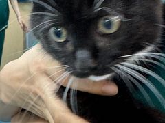 -宠颐生猫科·内科皮肤科(西平世纪城店)