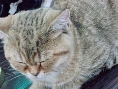 -豆老板的猫咖啡(碑林博物馆店)