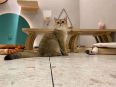 -飞行喵MR PILOT|猫舍·猫咖(静安大融城店)