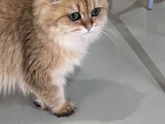 -豆逗聊愈猫阁Easy Life