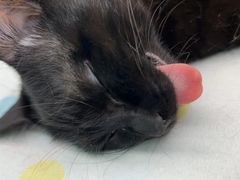 -瑞派康怡24h宠物医院·犬猫医疗中心·微创绝育(瑞景分院)