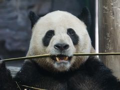 -栾川竹海野生动物园