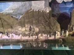 -成都浩海立方海洋公园