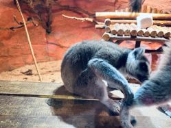 -Zoolung Zoolung动物主题公园(海信广场店)