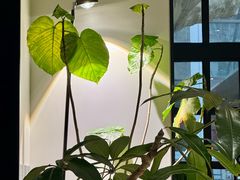 -一尺花园(安和花园店)