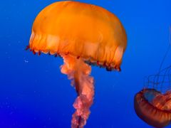 -太平洋海底世界