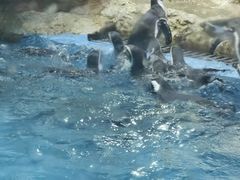 -帝企鹅自助餐厅•儿童岛•真企鹅(长隆企鹅酒店)