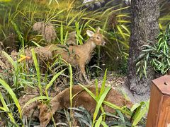 -北京麋鹿生态实验中心