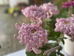 -杭州植物园