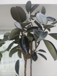 -HEYAN荷妍专业脱毛连锁机构