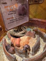 -奇幻萌宠部落(映月湖环宇城店)