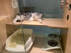 -BABIT巴比特宠物(MOMOPARK店)