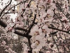 -桃花堤公园