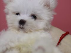 -瑞鹏宠物医院犬猫全科(真大分院)