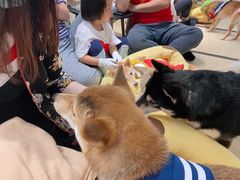 -逗柴咖啡屋·狗咖猫咖宠物桌游