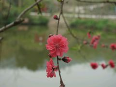 -丹樱生态园