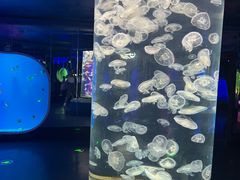 -芜湖新华联大白鲸海洋公园