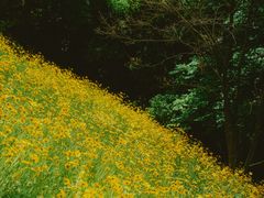 -西湖风景区-江洋畈生态公园