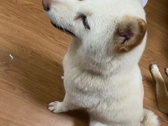-柴犬高等学院·狗咖·柴犬售卖·宠物训练