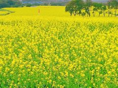 -光明小镇欢乐田园