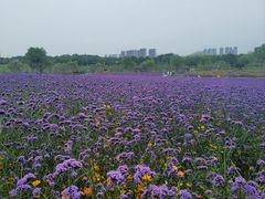 -花博汇(知音花月夜)