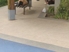 -青枫公园