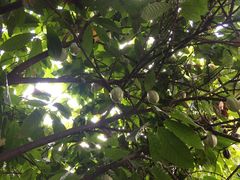 -Belice Chocolate Kingdom