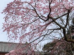 -醍醐寺