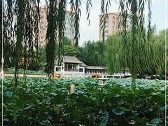 -团结湖公园