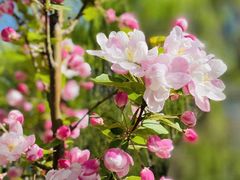 -海棠花溪(元大都城垣遗址公园)