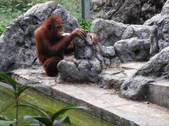 -贵州森林野生动物园